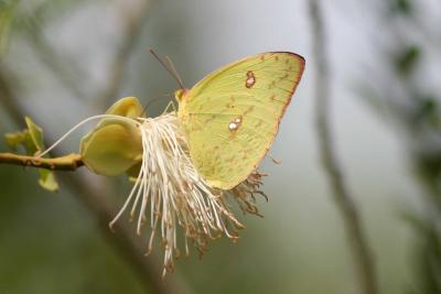 Cloudless Sulphur, Guanica State Forest