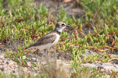 Wilson's Plover, Guanica State Forest