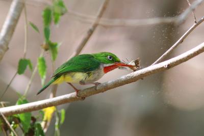 Puerto Rican Tody Flycatcher eating butterfly, Guanica State Forest