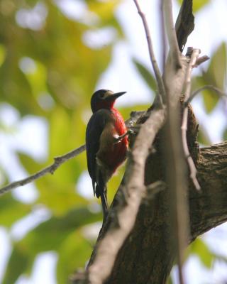 Puerto Rican Woodpecker (Male), Maricao State Forest