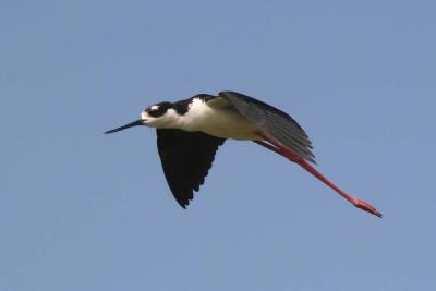 Black-necked Stilt in Flight, Guanica State Forest