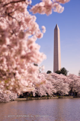 Cherry Blossoms at the Tidal Basin #4