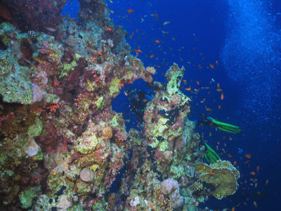 Manu e coral rock