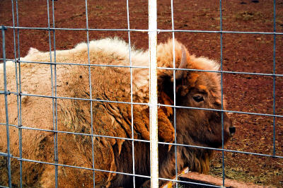 White Buffalo