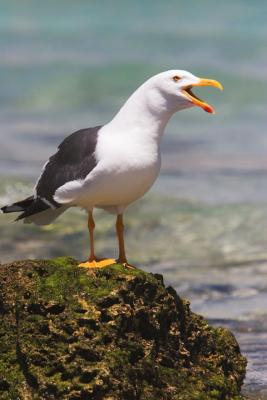 Baja Birds