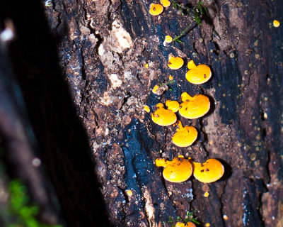 Rainforest fungi