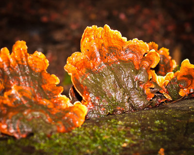 Rainforest fungi