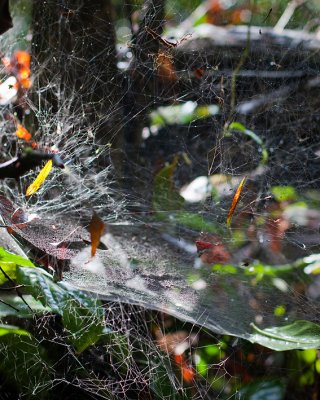 Rainforest spiderweb