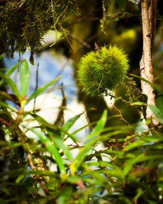 Rainforest moss