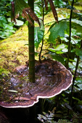 Rainforest fungi