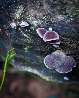 Rainforest fungi