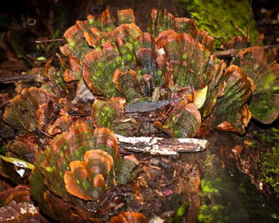 Rainforest fungi