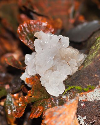 Rainforest fungi