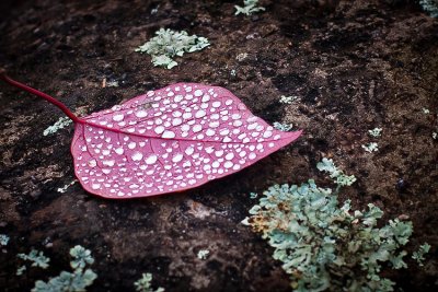 Morning dew