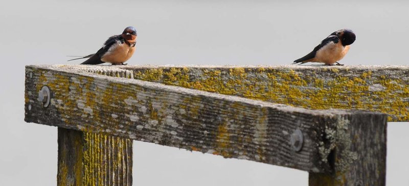 2 Barn Swallows at Rest