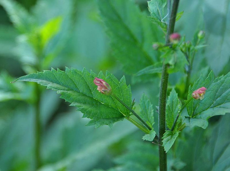 California Bee Plant Closeup