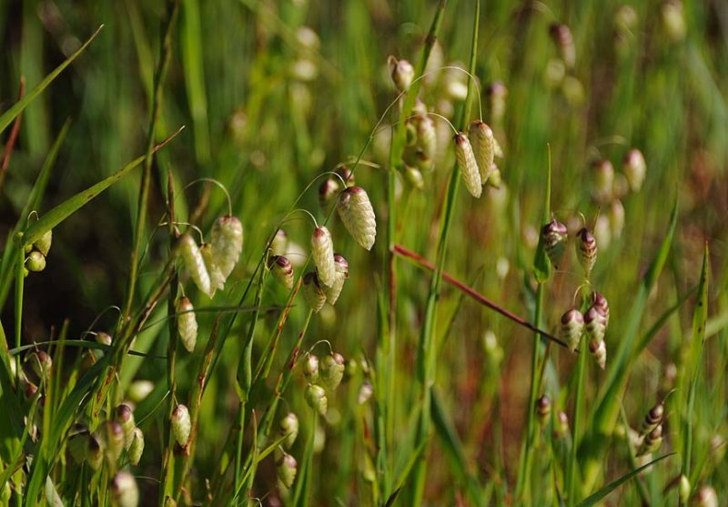 Rattlesnake Grass photo Laura Milholland photos at