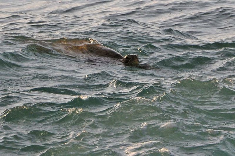 Swimming Sea Turtle