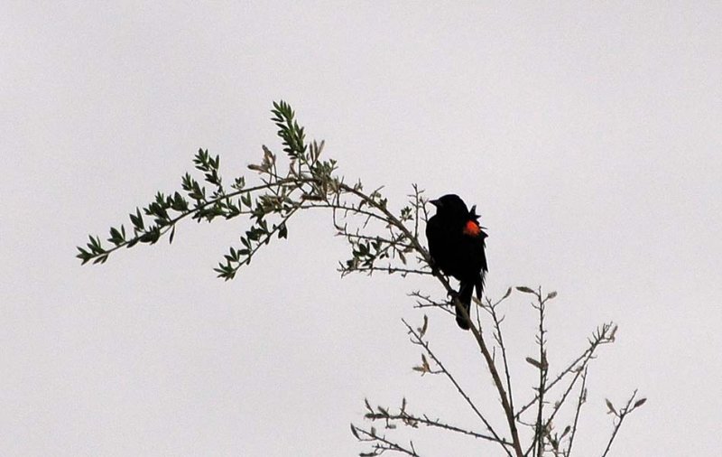 Red-winged Blackbird