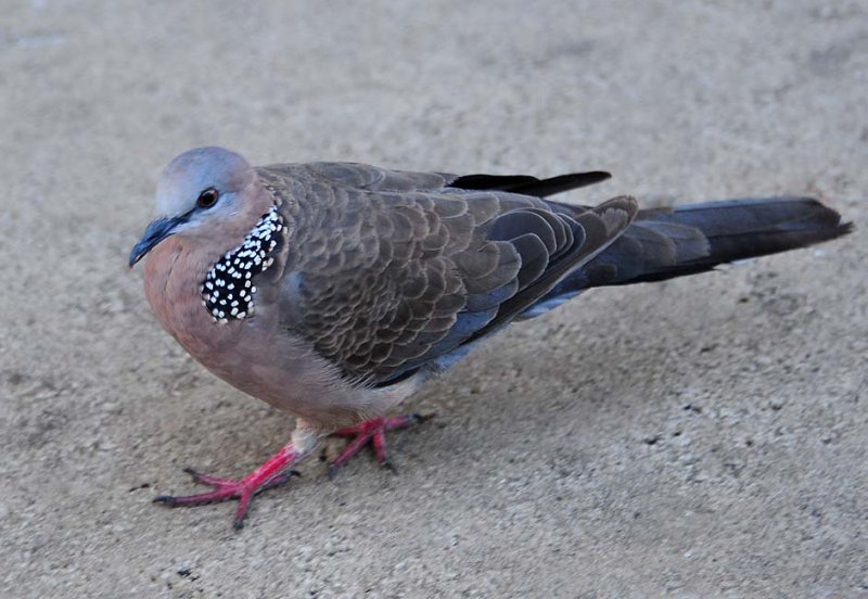 Dove, Spotted 2