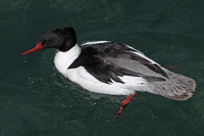 Common Merganser - Male