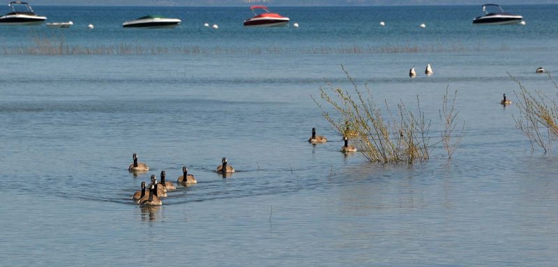 Canada Geese Lined Up