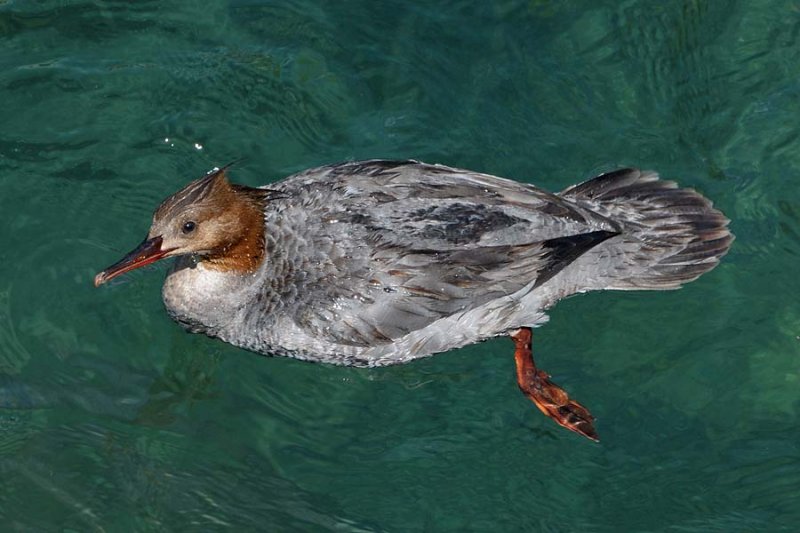 Female Common Merganser