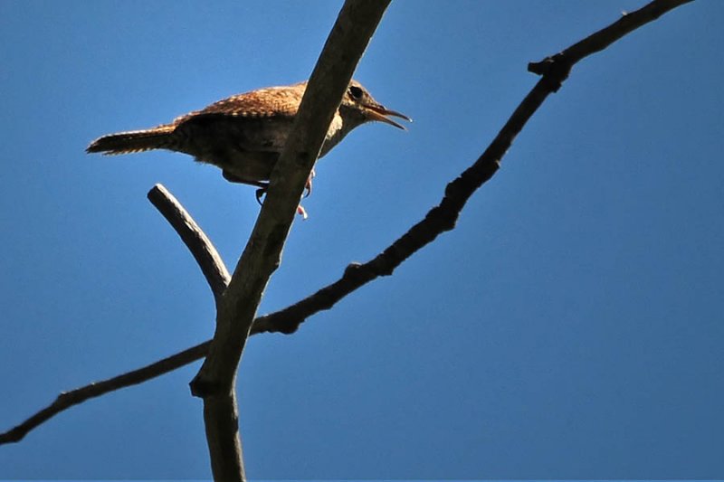 House Wren