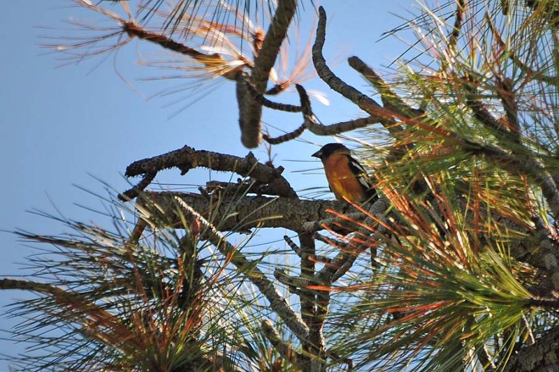 Another Black-headed Grosbeak