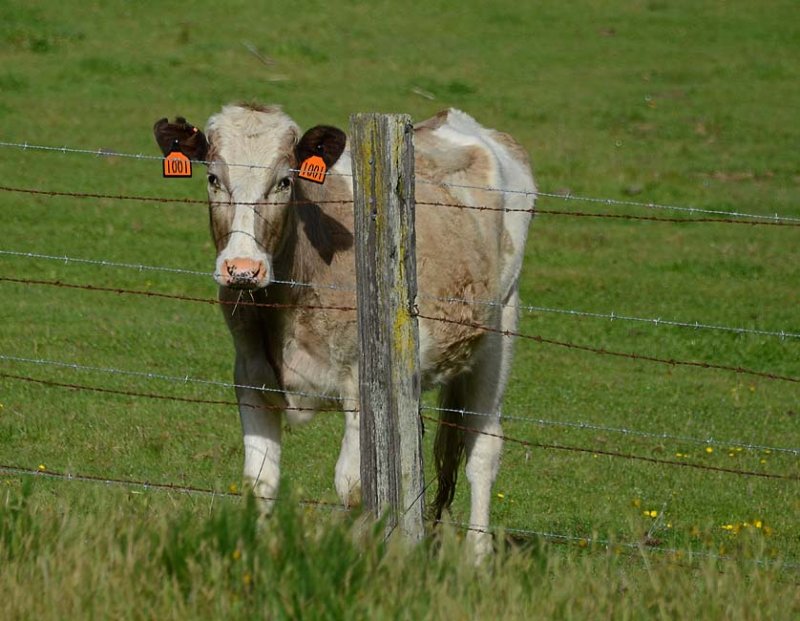 Friendly Cow Face