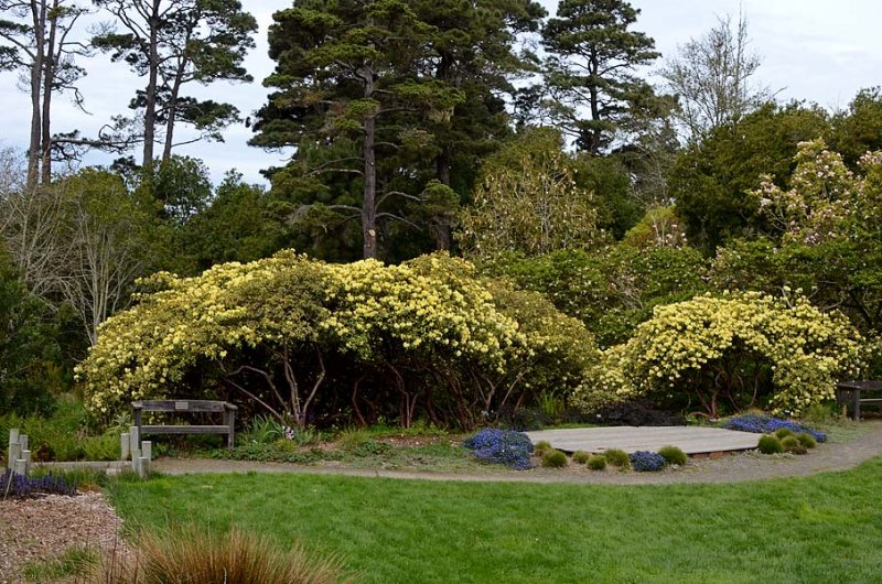 Yellow Rhododendron Park