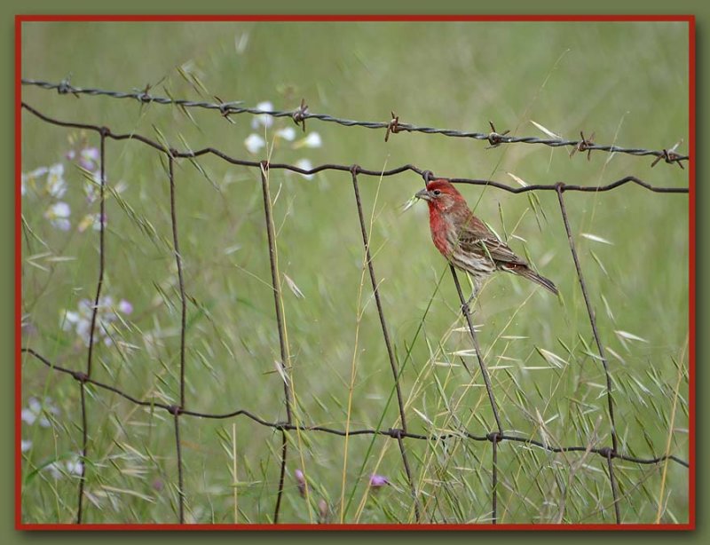 Purple Finch