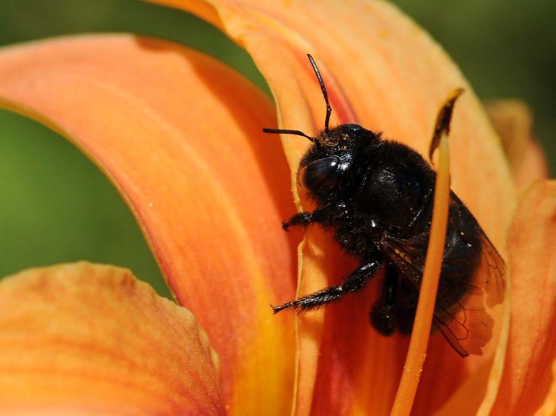 Carpenter Bee