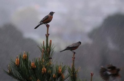 Rainy Day Robins