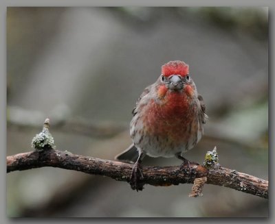Bright Red Finch