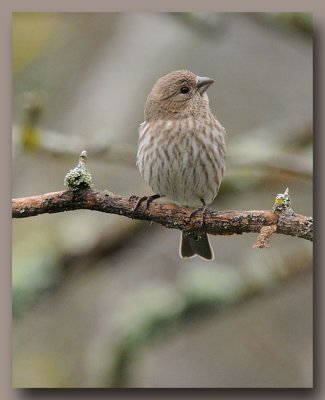 Female House Finch