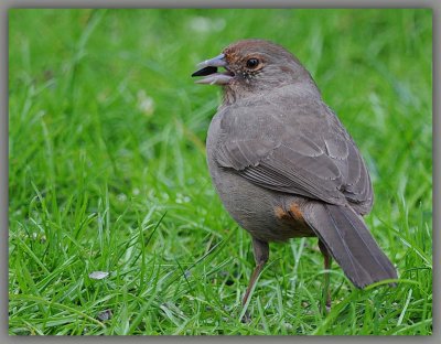 Towhee in Grass