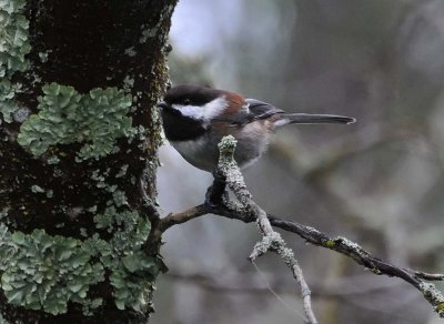 Chickadee In Tree