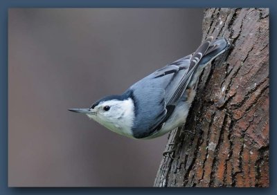 White-breasted Nuthatch on Trunk