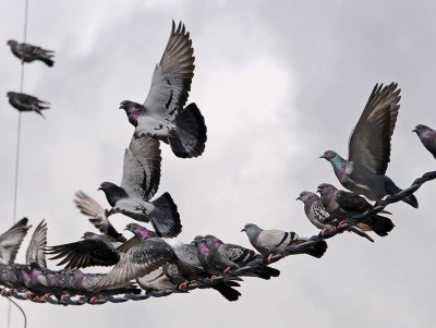 Pigeons Flight