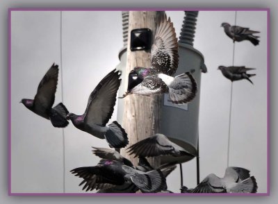 Pigeon Purple