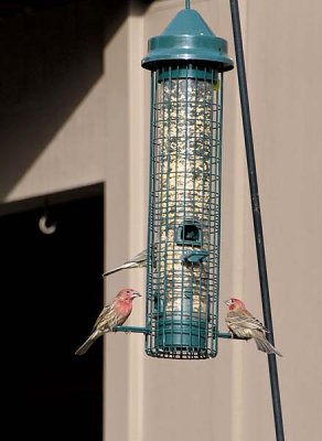 House Finches