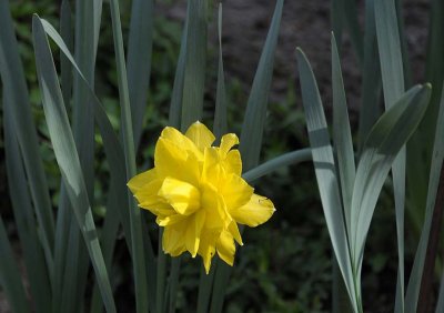 Daffodil