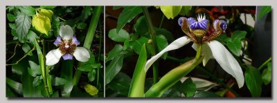 Orchid - Two Views