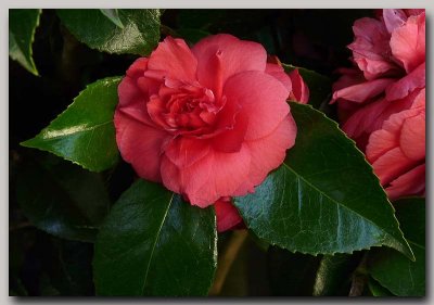 Perfect Camelia