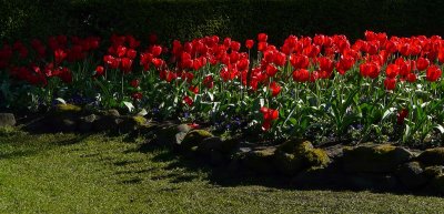 Tulip Border