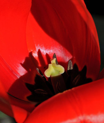 Center of Red