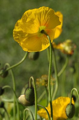 Back of Poppy