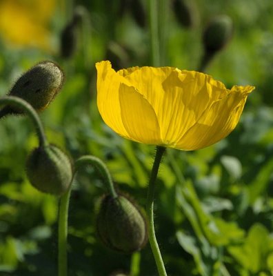 Sidelit Poppy