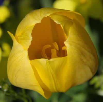 Yellow Tulip Top